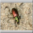 Agonum sexpunctatum - Laufkaefer 01b 9mm.jpg